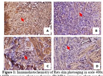 Figure 1:  Immunohistochemistry of Rats skin photoaging in scale 400x 