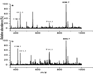 Figure 7 ESMS (positive-ion mode) results for A in buffer solution (0.10 M NH4OAc, pH 7.2) after the acetonitrile treatment for: (a) 1 h; (b) 24 h, at 310 K