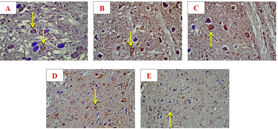 Figure 4. Graph of VEGF expression in the cerebellum of ischemic stroke rats. 