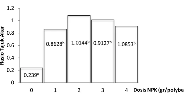 Gambar 10. Rata-rata rasio tajuk akar tanaman dengan faktor tunggal asam humik (Angka yang diikuti oleh huruf yang sama tidak berbeda nyata menurut uji jarak Duncan pada taraf 5%)