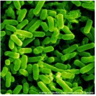 Gambar 11. Bakteri Escherichia coli(http://dokterternak.com/2011/05/31/penyakit-colibacillosis-akibat-bakteri-e-coli-pada-ayam/)