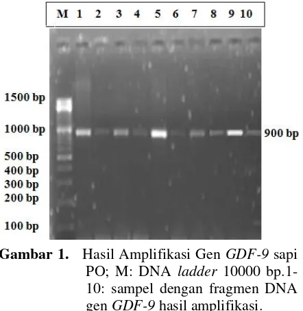 Gambar 1.   Hasil Amplifikasi Gen GDF-9 sapi  