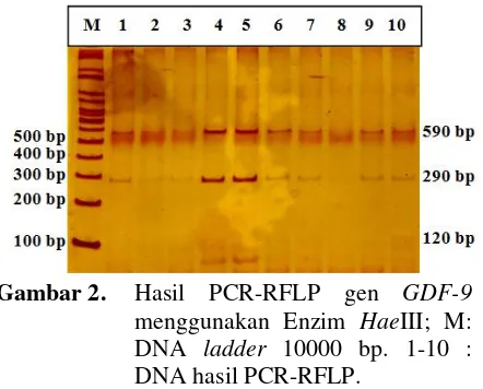 Tabel 1.  Haplotip gen GDF-9 pada sapi PO 