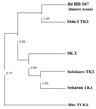 Gambar 1. Dendogram hubungan similaritas antarakelima isolatbakterilokal Jawa Timurpengendali A
