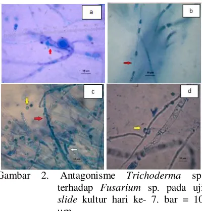 Gambar 2. Antagonisme  Trichoderma sp. 