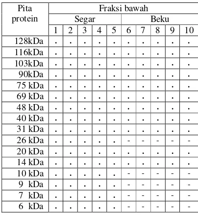 Tabel 2. variasi berat molekul protein spermatozoa fraksi bawah (kDa) 