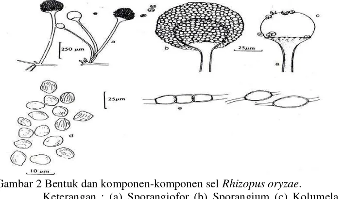 Gambar 2 Bentuk dan komponen-komponen sel Rhizopus oryzae.   