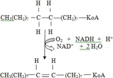 Gambar 8 Reaksi pembentukan ikatan rangkap yang dikatalis oleh   enzim desaturase (Mayes dan Kathleen, 1999) 