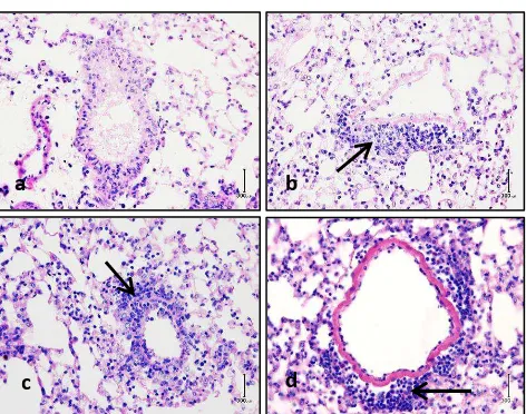 Gambar 5. Histologi vena paru pada tiap perlakuan  a. Kontrol, b. BaP 250 m/kg bb, c. Formalin 2 mg/kg bb, d