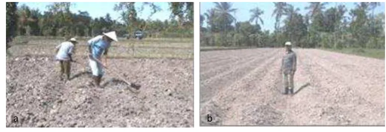 Gambar 1 a, b 