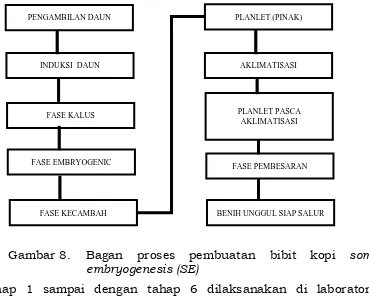 Gambar 8.  Bagan embryogenesis (SE) 