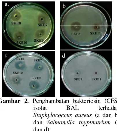 Gambar 2. Penghambatan bakteriosin (CFS) 