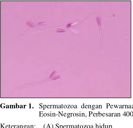 Gambar 1.  Spermatozoa dengan Pewarnaan 