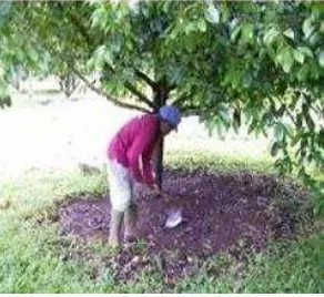 Gambar 8. Penyiangan pohon pala 