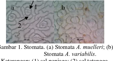 Gambar 1. Stomata. (a) Stomata  A. muelleri; (b) A. variabilis