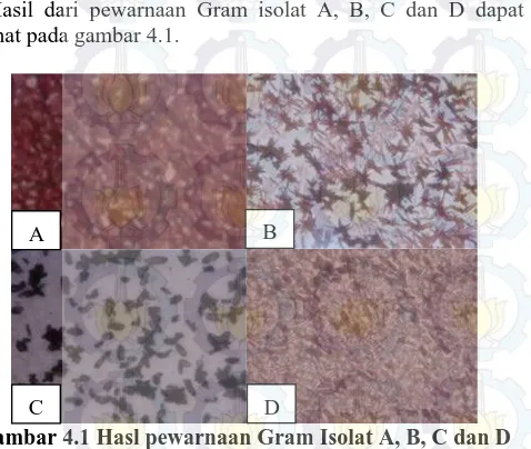 Gambar 4.1 Hasl pewarnaan Gram Isolat A, B, C dan D        