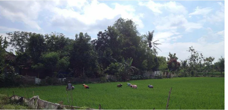 Gambar 3.7. Pengukuran kualitas airtanah di dataran fluvial. Sumber: Syampadzi 