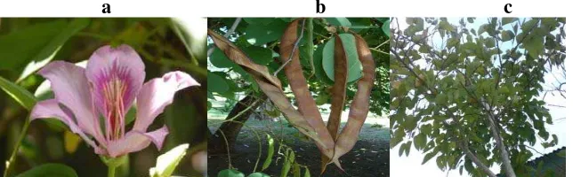Gambar 1. Bagian tanaman kupu-kupu  (Bauhinia variegata) Bunga (a), biji (b), dan daun (c) 