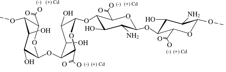 Gambar 2.4 Struktur Alginat dilapisi kitosan dalam menyerap ion logam Kadmium 