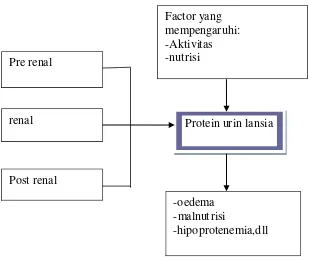 Gambar 3. Kerangka konsep  penelitian hubungan kadar protein dalam urin pada orang 