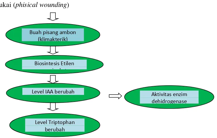 Gambar 1. Skema prediksi pengaruh pelukaan terhadap aktifitas enzim    dehidrogenase dan kandungan triptophan buah pisang ambon selama proses pematangan
