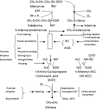Gambar 4. Skema lintasan biosintesis etilen. (Taiz and Zeiger, 1991) 