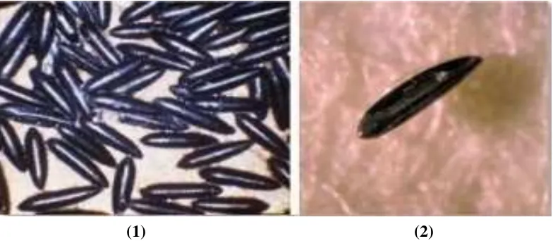 Gambar 2.1. Telur Nyamuk Aedes aegypti dengan Perbesaran 400x. (1) Telur  Berkelompok; (2) Telur Individu (Sumber: Kemenkes RI, 2013)