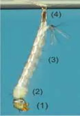 Gambar 2.2. Larva Aedes aegypti. (1) Kepala; (2) Thorax (Dada); (3) Abdomen 