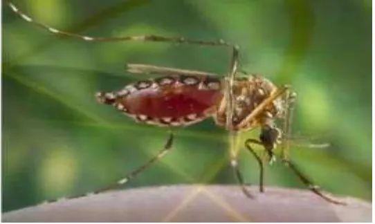 Gambar 2.4. Nyamuk  Aedes aegypti Dewasa (Sumber: Zettel, 2009). 