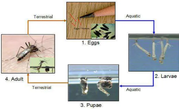 Gambar 2.5. Siklus Hidup Nyamuk Aedes aegypti . (1) Telur; (2) Larva; (3) Pupa; (4) Nyamuk Dewasa (Sumber: CDC, 2012)