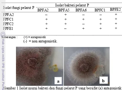 Tabel 4 Hasil uji antagonistik antara bakteri pelarut P dan fungi pelarut P 