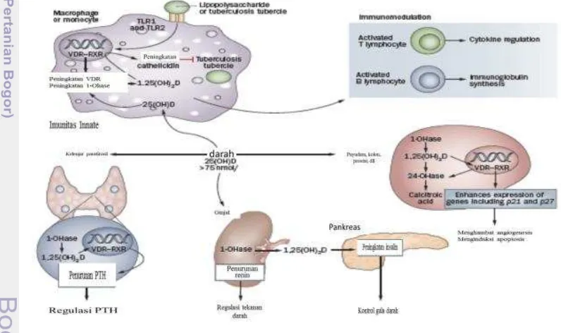 Gambar 1 Mekanisme dan aktifitas vitamin D di dalam tubuh (Mertens dan Muller 