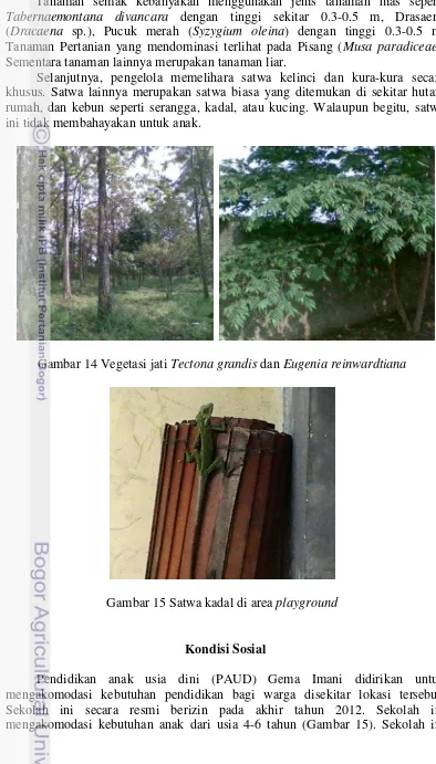 Gambar 14 Vegetasi jati Tectona grandis dan Eugenia reinwardtiana 