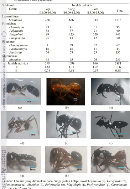 Tabel 3 Jumlah  individu dan keragaman semut  yang ditemukan pada bunga jantan kelapa sawit berdasarkan waktu pengamatan 