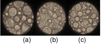 Gambar 11.  (a) Granula Pati Tepung kontrol Ayamurasaki; (b) Granula Pati Tepung tebal chips 1 mm; (c) Granula Pati Tepung tebal chips 3 mm 