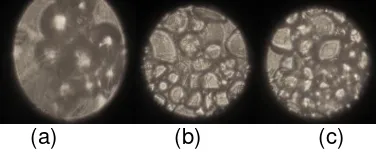 Gambar 10. (a) Granula Pati Tepung kontrol Kuningan Merah; (b) Granula Pati Tepung tebal  chips 1 mm; (c) Granula Pati Tepung tebal chips 3 mm 