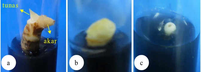 Gambar 1. Respon Berbagai Embrio Kelapa Kopyor pada Media Kultur Tahap Perkecambahan (a.) Embrio yang Berkecambah Tumbuh Bakal Tunas dan Akar, (b.) Embrio yang Hanya Membesar tetapi Tidak Menunjukkan Kemajuan Pertumbuhan Kearah Perkecambahan, (c.) Embrio Tidak Viabel 