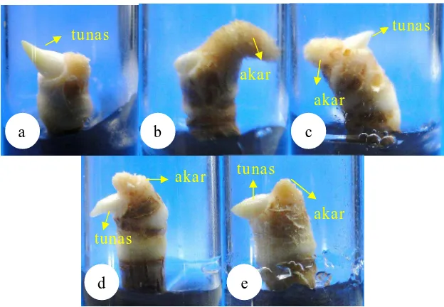 Gambar 3. Pertumbuhan Embrio Kelapa Kopyor dalam Media Perlakuan (a.) Kontrol, (b.) Air Kelapa 150 ml/l, (c.) BAP 2,5 mg/l, (d.) BAP 2,5 mg/l + Air Kelapa 150 ml/l, (e.) BAP 2,5 mg/l + IAA 2 mg/l + Air Kelapa 150 ml/l pada Tahap Perkecambahan   
