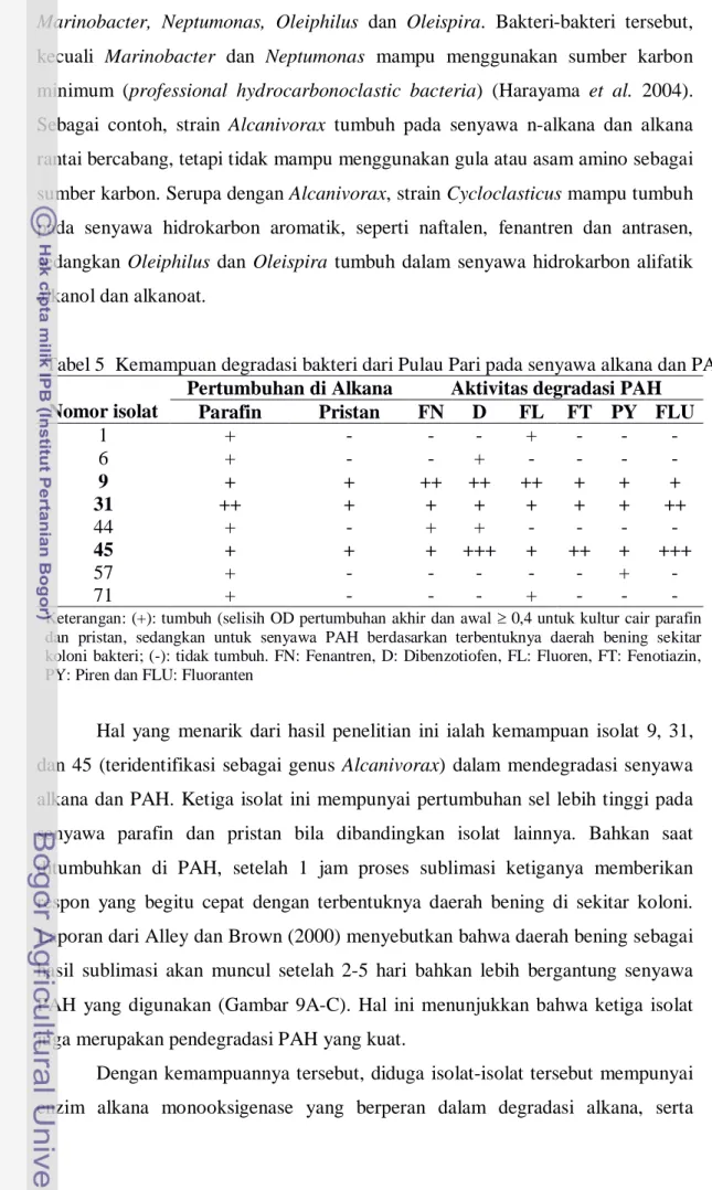 Tabel 5  Kemampuan degradasi bakteri dari Pulau Pari pada senyawa alkana dan PAH  Pertumbuhan di Alkana  Aktivitas degradasi PAH 