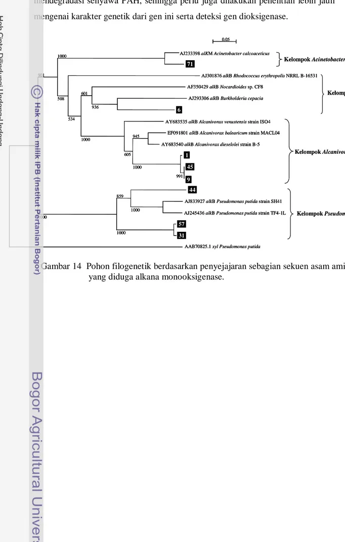 Gambar 14  Pohon filogenetik berdasarkan penyejajaran sebagian sekuen asam amino  yang diduga alkana monooksigenase