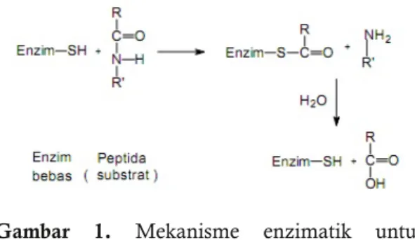 Gambar 1. Mekanisme enzimatik untuk hidrolisis ikatan peptida