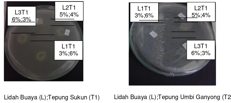 Gambar 10. Zona Hambat Aktivitas Antibakteri  Edible Film Proporsi Lidah Buaya dan Berbagai Jenis Tepung yang Berbeda terhadap Bakteri Eschericia coli  
