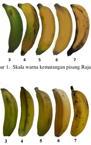 Gambar 1.  Skala warna kematangan pisang Raja Bulu 