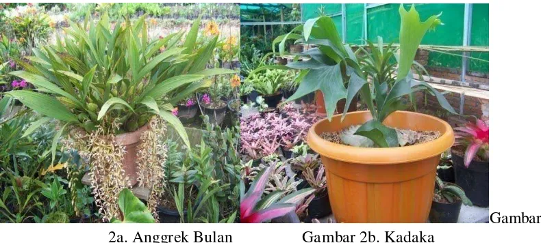 Gambar 2a. Anggrek Bulan                 Gambar 2b. Kadaka 