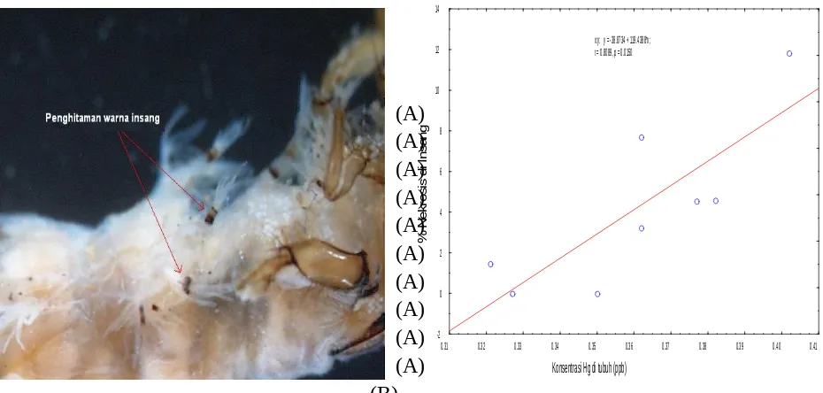 Gambar  2.  (A).  Nekrosis  yang  terjadi  di  bagian  insang  abdominal  larva  Trichoptera
