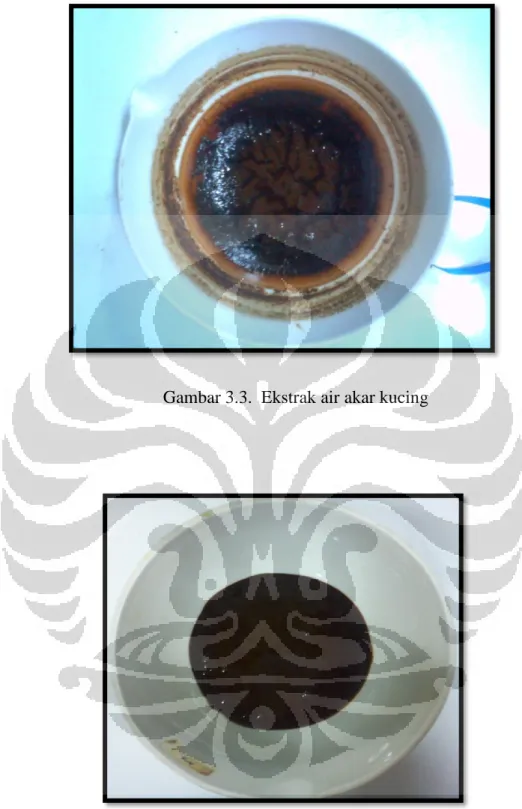 Gambar 3.3.  Ekstrak air akar kucing  