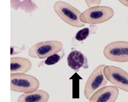 Gambar 7 Sel Monosit dengan lobus inti berbentuk lonjong (Mitchell dan Johns 