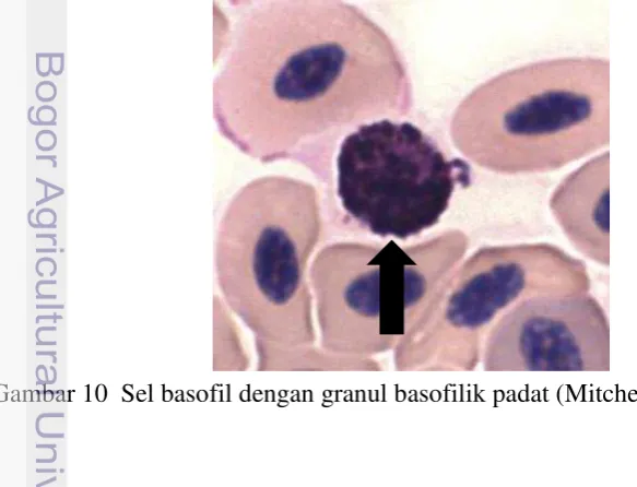 Gambar 10  Sel basofil dengan granul basofilik padat (Mitchell dan Johns 2008) 