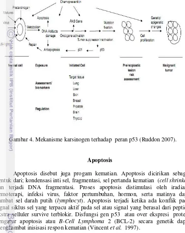 Gambar 4. Mekanisme karsinogen terhadap  peran p53 (Ruddon 2007). 