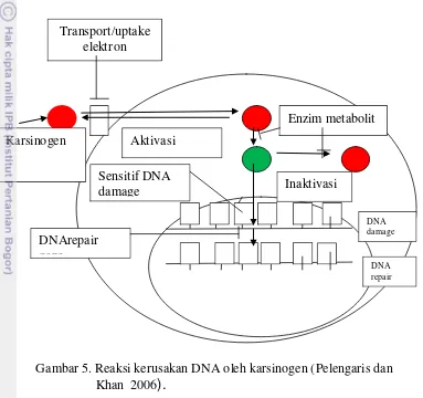 Gambar 5. Reaksi kerusakan DNA oleh karsinogen (Pelengaris dan    